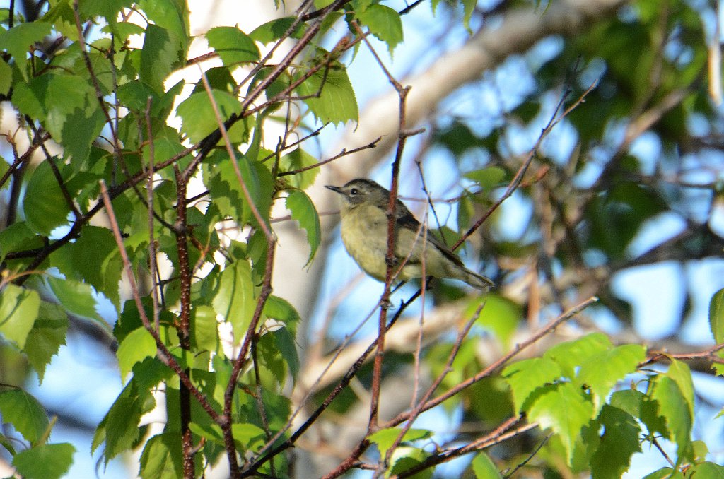 Vireo, Philadelphia, 2016-05200033 Parker River NWR, MA.JPG - Philadelphia Vireo. Parker River National Wildlife Refuge, MA, 5-20-2016